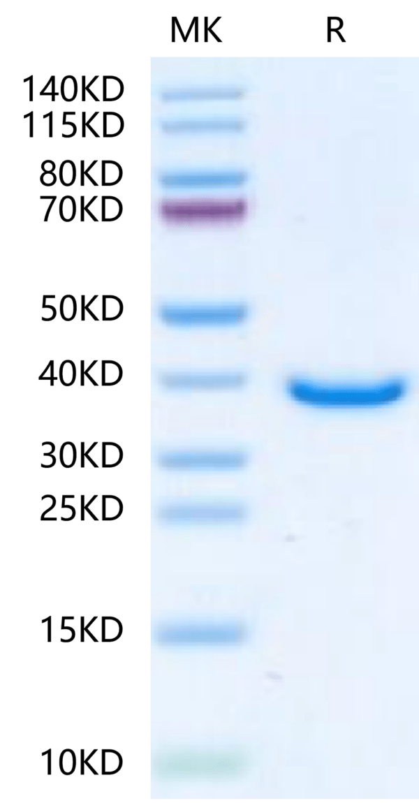 SDS-PAGE gel of Human TPM1?Protein 2450