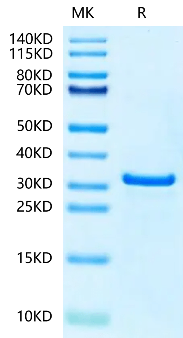 SDS-PAGE gel of Human NUDT5 Protein 2453