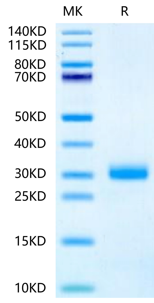 SDS-PAGE gel of Mouse Noggin Protein 2457