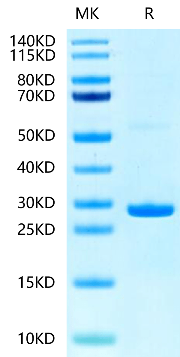 SDS-PAGE gel of Human Hsp27/HSPB1?Protein 2459