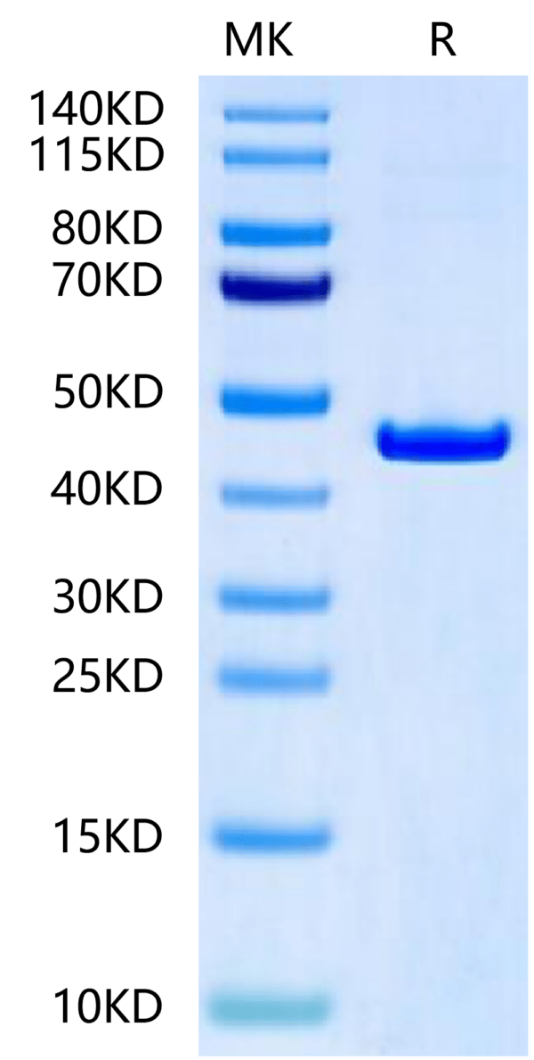 SDS-PAGE gel of Rat CKMT2?Protein 2461