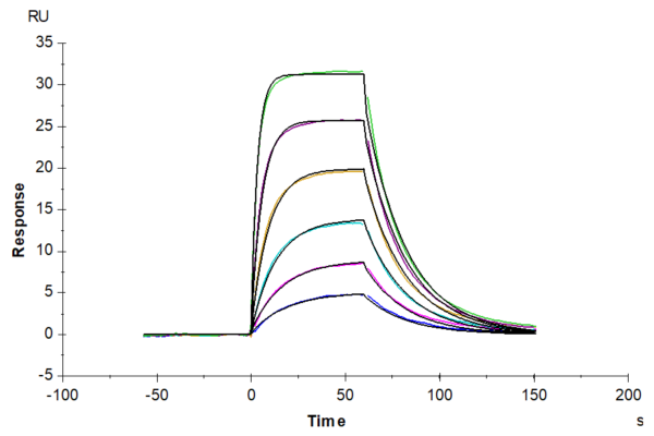 SPR with Rat IL-22R alpha 1 Protein 2463