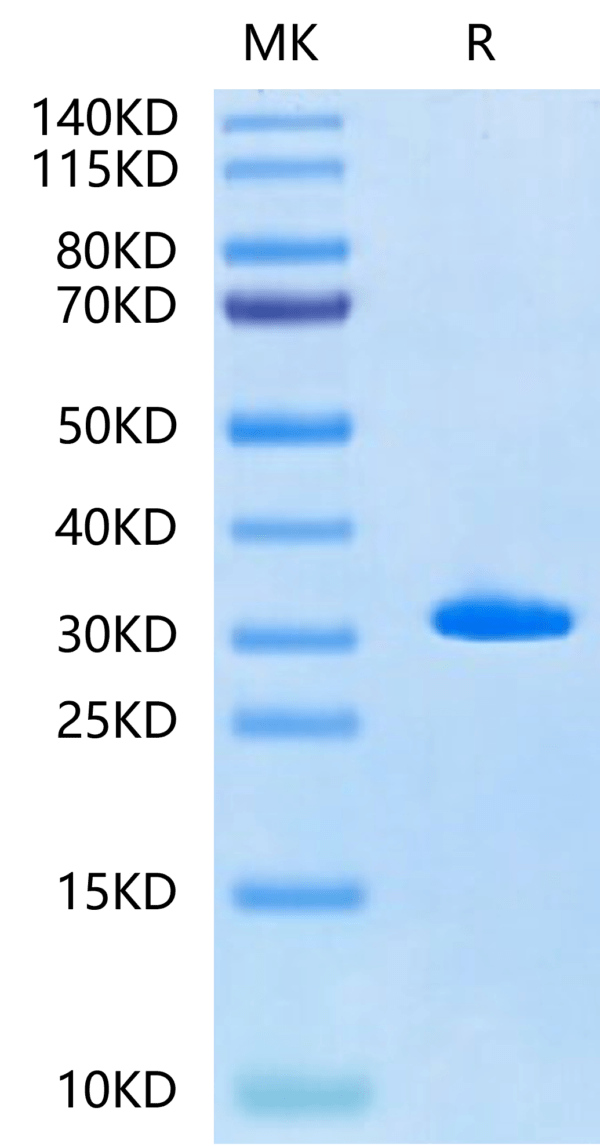 SDS-PAGE gel of Human Latexin?Protein 2468