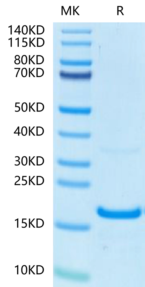 SDS-PAGE gel of Human IFN gamma/IFNG Protein 2470