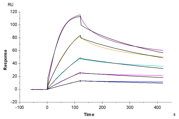 SPR with Mouse CD40 Ligand/TNFSF5 Protein 2471