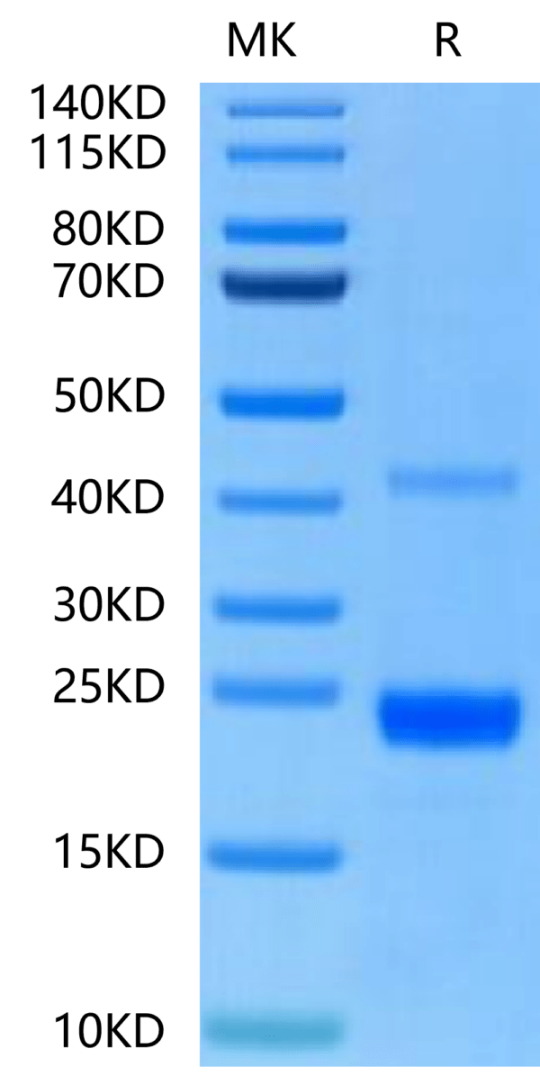 SDS-PAGE gel of Mouse CD40 Ligand/TNFSF5 Protein 2471