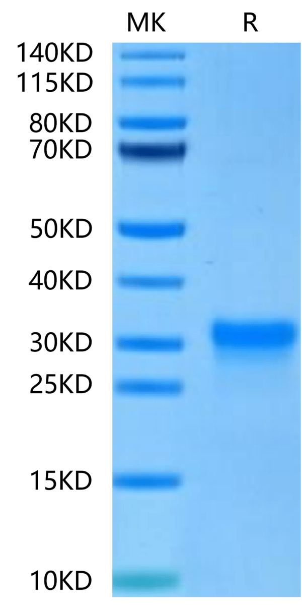 SDS-PAGE gel of Human CD8 alpha/CD8A Protein 2476