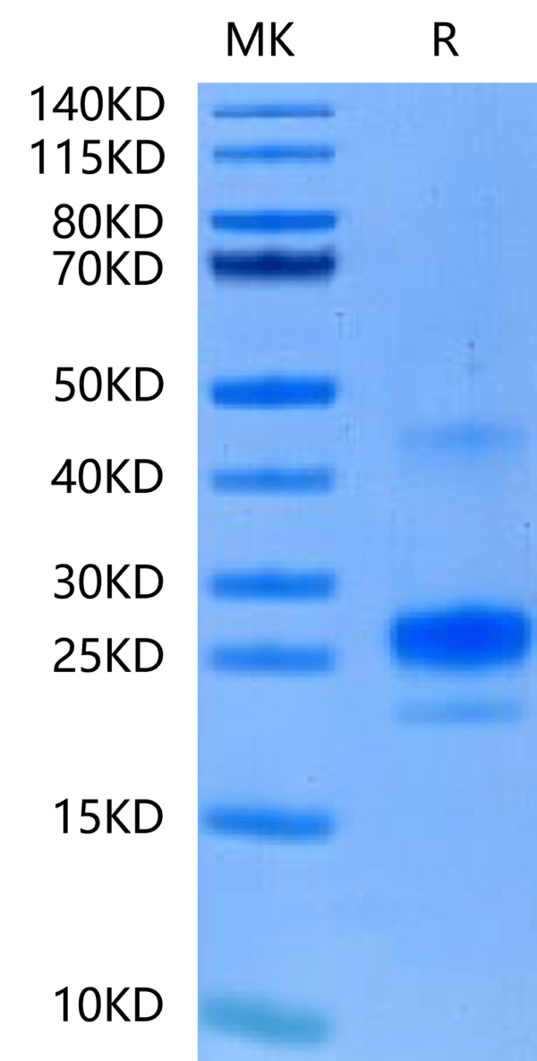 SDS-PAGE gel of Mouse APRIL/TNFSF13 Protein 2483