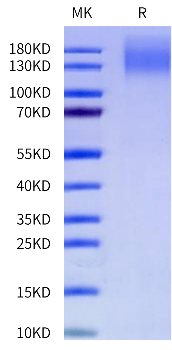 SDS-PAGE gel of Cynomolgus CEACAM-5/CD66e Protein 2497