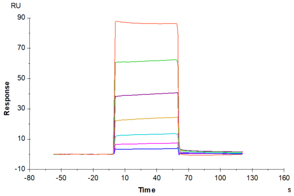 SPR with Biotinylated Human CEACAM-8/CD66b Protein 2499