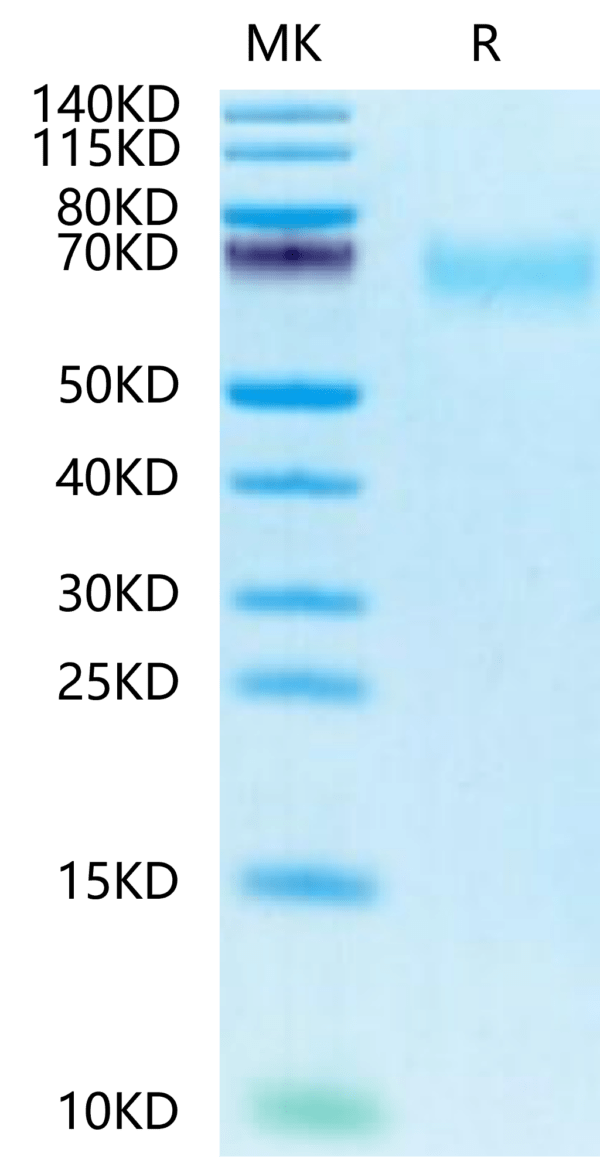 SDS-PAGE gel of Biotinylated Human CEACAM-8/CD66b Protein 2499