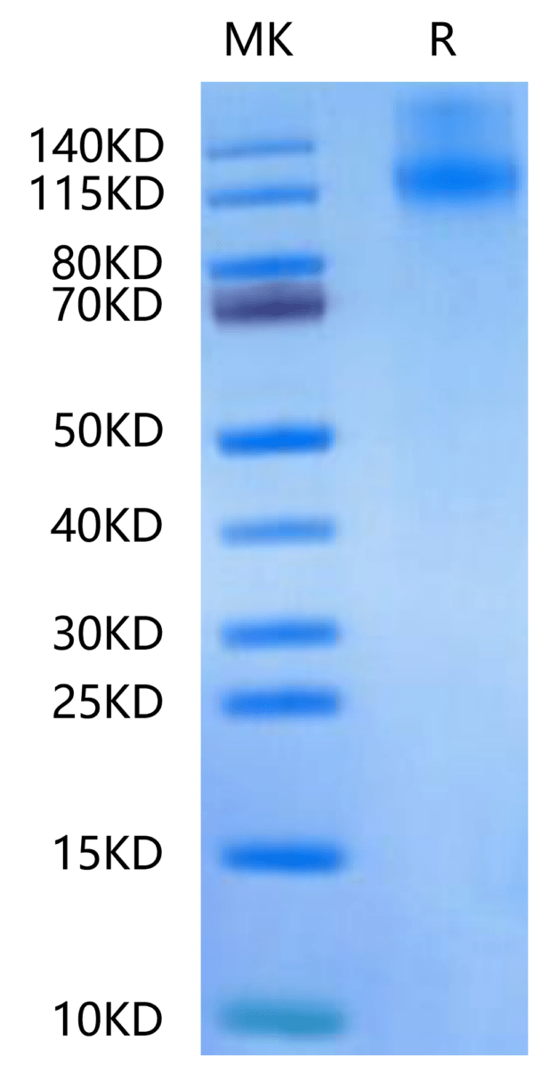 SDS-PAGE gel of Canine OSMR?Protein 2501