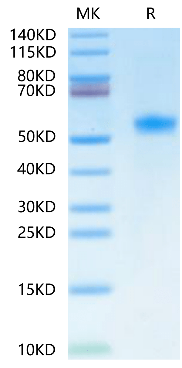 SDS-PAGE gel of Human Betacellulin?Protein 2502