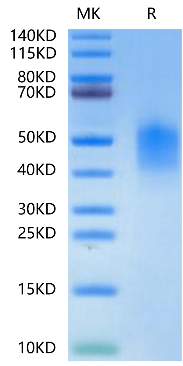 SDS-PAGE gel of Mouse PD-L2/B7-DC Protein 2503