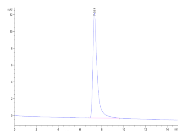 HPLC of Canine Oncostatin M/OSM?Protein 2504