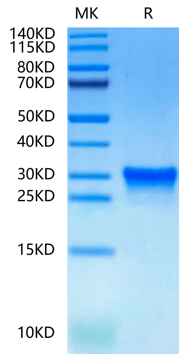 SDS-PAGE gel of Canine Oncostatin M/OSM?Protein 2504