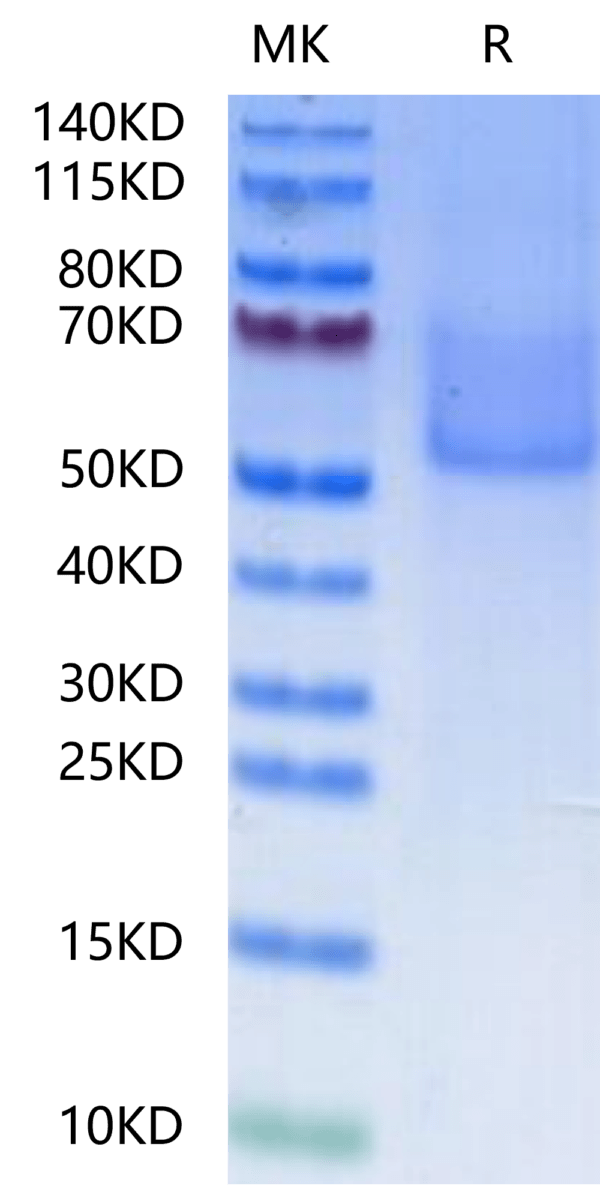 SDS-PAGE gel of Cynomolgus Syndecan-1?Protein 2508