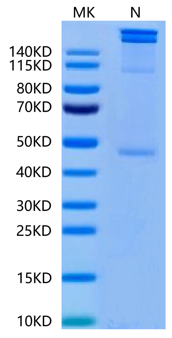 SDS-PAGE gel of Human HLA-A*02:01&B2M&MAGE-A1 (KVLEYVIKV) Tetramer Prot 2509