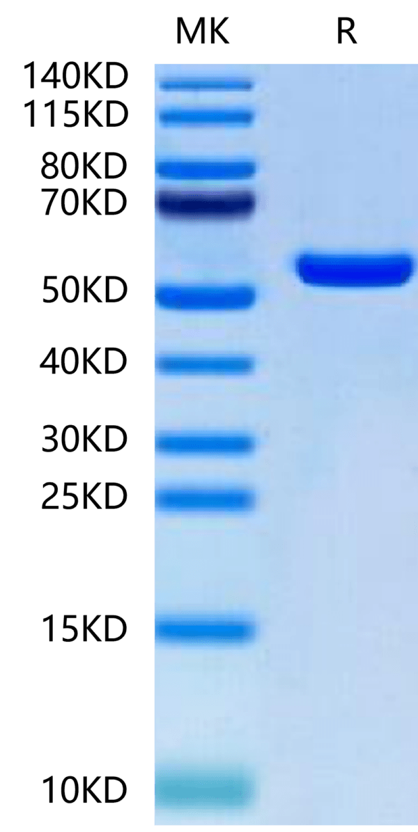 SDS-PAGE gel of Biotinylated Human HLA-A*02:01&B2M&MAGE-A1 (KVLEYVIKV)  2510