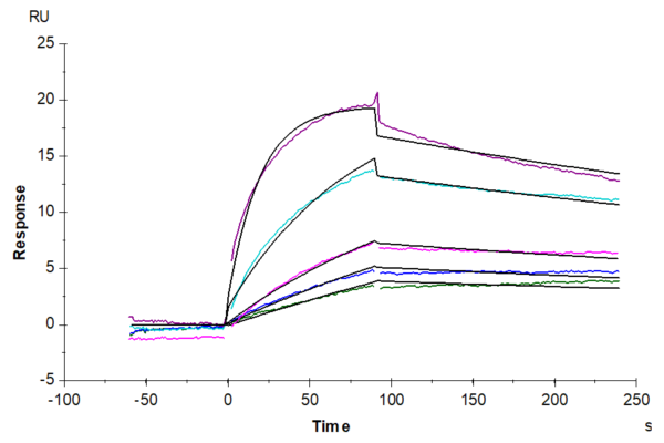 SPR with Human HLA-A*02:01&B2M&MAGE-A1 (KVLEYVIKV) Monomer Protein 2511