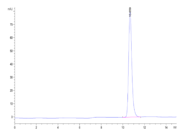 HPLC of Human HLA-A*02:01&B2M&MAGE-A1 (KVLEYVIKV) Monomer Protein 2511