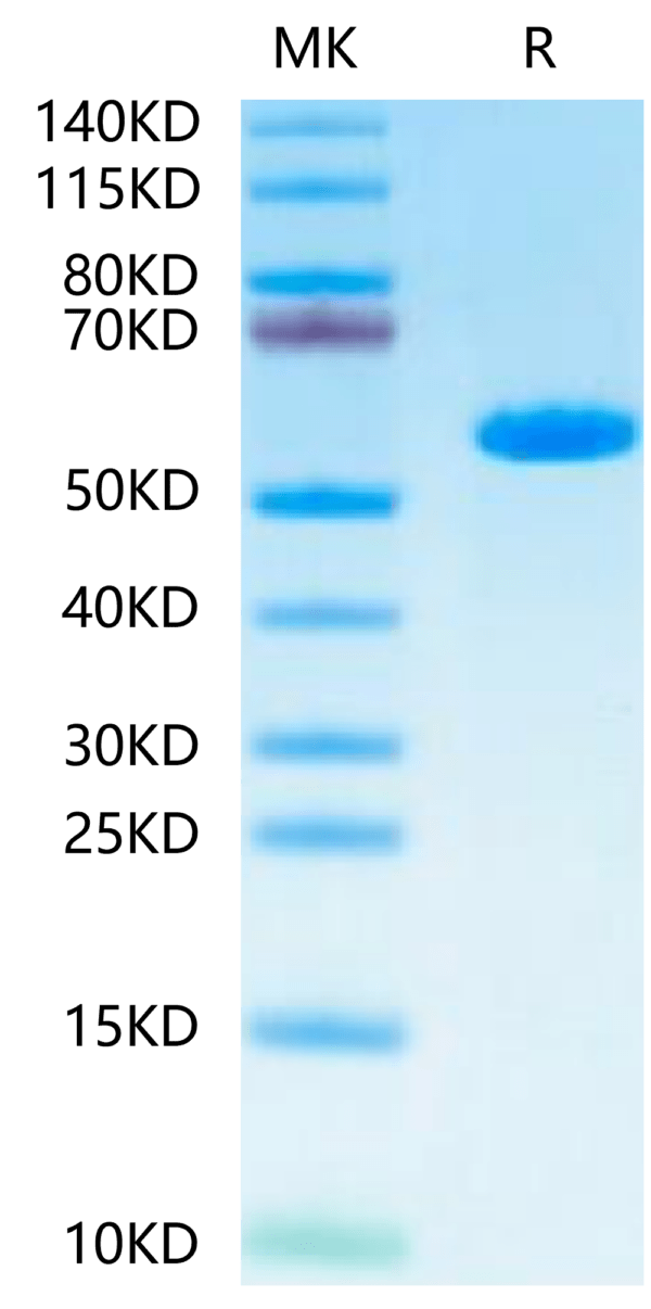 SDS-PAGE gel of Human HLA-A*02:01&B2M&MAGE-A1 (KVLEYVIKV) Monomer Prote 2511