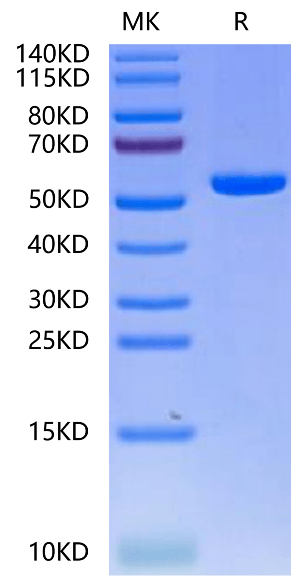 SDS-PAGE gel of Biotinylated Human HLA-A*02:01&B2M&PRAME (SLLQHLIGL) Mo 2512