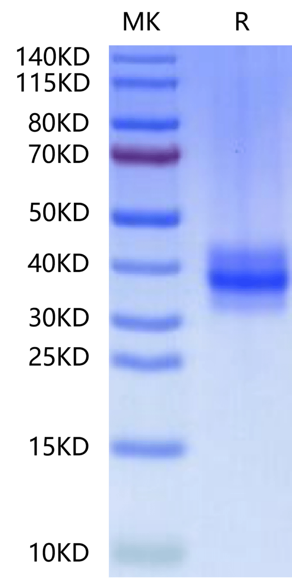 SDS-PAGE gel of Human FOLR3?Protein 2513