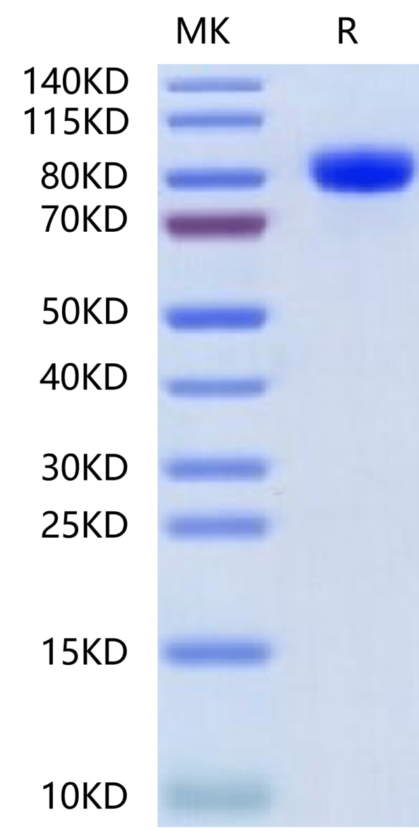 SDS-PAGE gel of Mouse Her3/ErbB3 Protein 2514