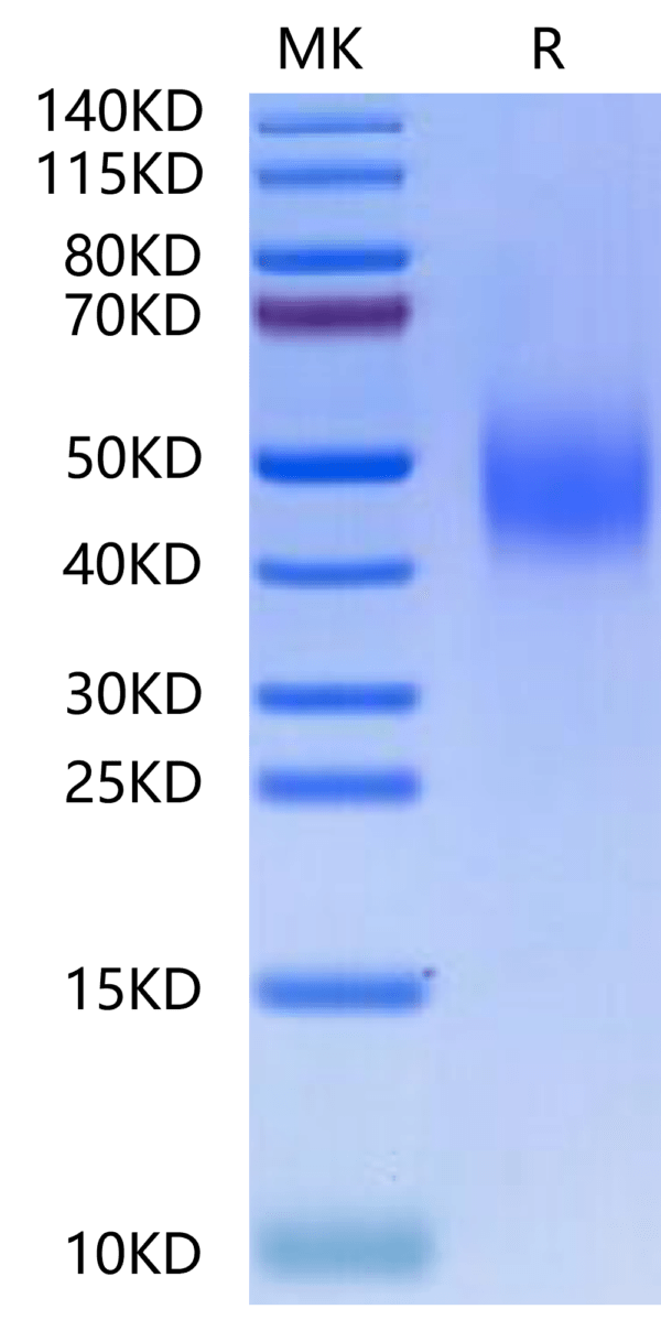 SDS-PAGE gel of Mouse SLAMF6/NTB-A Protein 2516