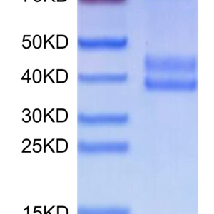 SDS-PAGE gel of Human MSPR/Ron?Protein 2523