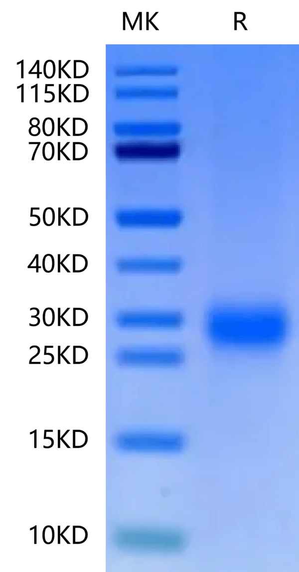 SDS-PAGE gel of Cynomolgus ALK-1/ACVRL1 Protein 2525