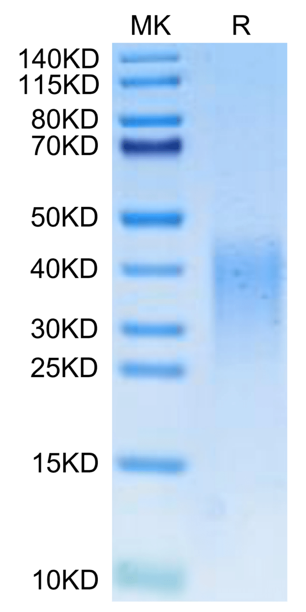 SDS-PAGE gel of Mouse Activin RIIB/ACVR2B Protein 2529