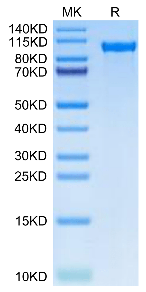 SDS-PAGE gel of Human TIE2 Protein 2530