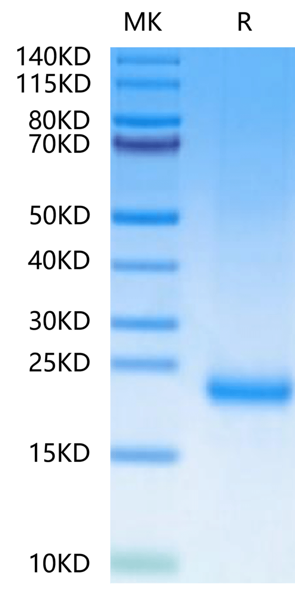 SDS-PAGE gel of Mouse MOG/Myelin Oligodendrocyte Glycoprotein Protein 2535