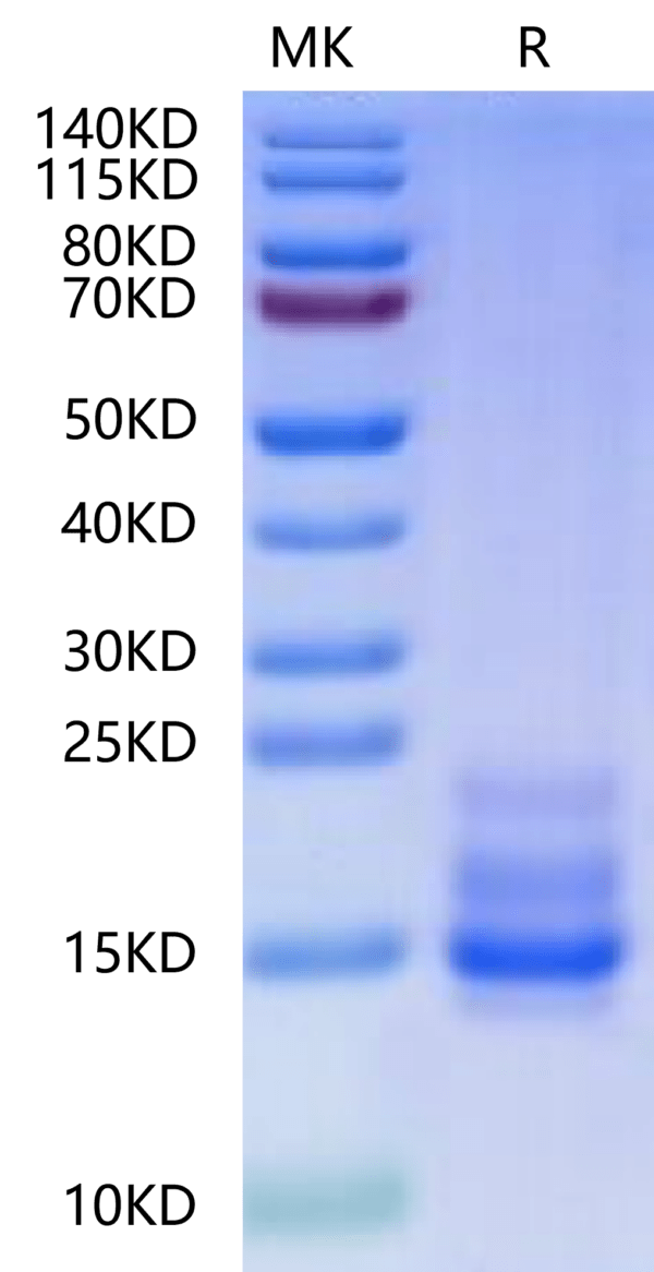 SDS-PAGE gel of Cynomolgus CD3E&CD3G/CD3 epsilon&CD3 gamma Protein 2545