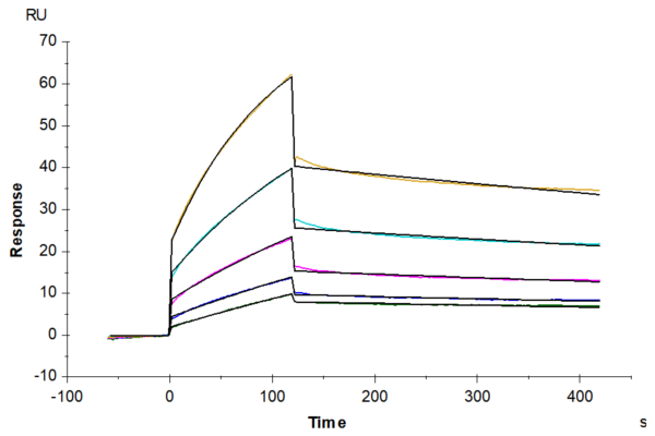 SPR with Biotinylated Cynomolgus HLA-G&B2M&Peptide (RIIPRHLQL) Monomer  2567