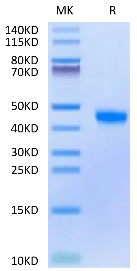 SDS-PAGE gel of Biotinylated Cynomolgus FGL2 Protein 2609