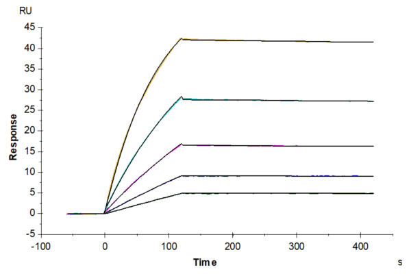 SPR with Mouse FLT3 Ligand Protein 2614