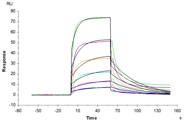 SPR with Biotinylated Human HLA-A*03:01&B2M&KRAS G12V (VVVGAVGVGK) Mono 2617