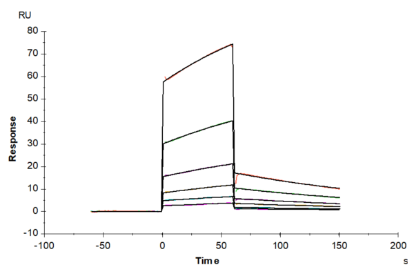 SPR with Mouse PLAU/uPA Protein 2624