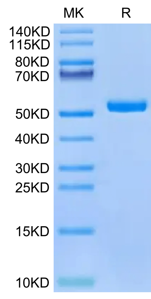 SDS-PAGE gel of Human HLA-A*02:01&B2M&PRAME (SLLQHLIGL) Monomer Protein 2626