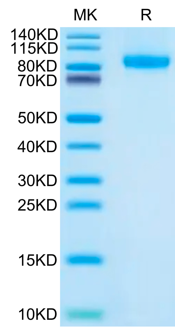 SDS-PAGE gel of Human FLT3/Flk-2 Protein 2630