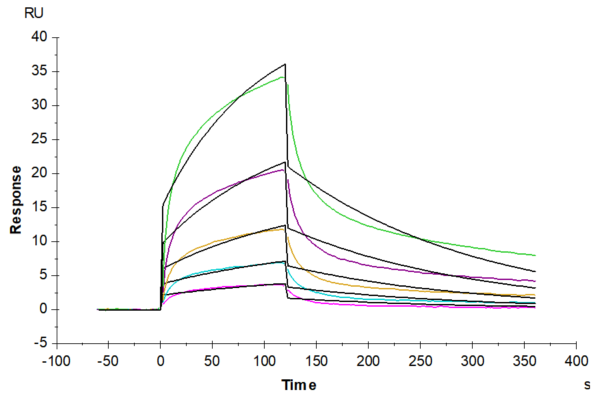 SPR with Canine PDGF R beta/CD140b Protein 2637