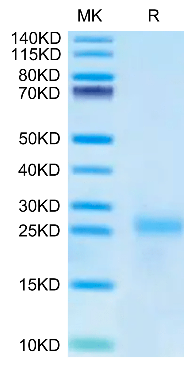 SDS-PAGE gel of Cynomolgus IL-9 Protein 2640