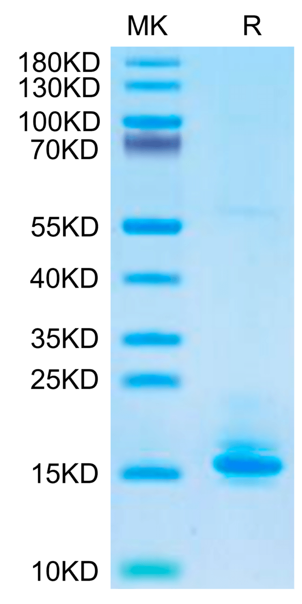 SDS-PAGE gel of Biotinylated Human LILRB4/CD85k/ILT3 Domain 1+hinge Pro 2641