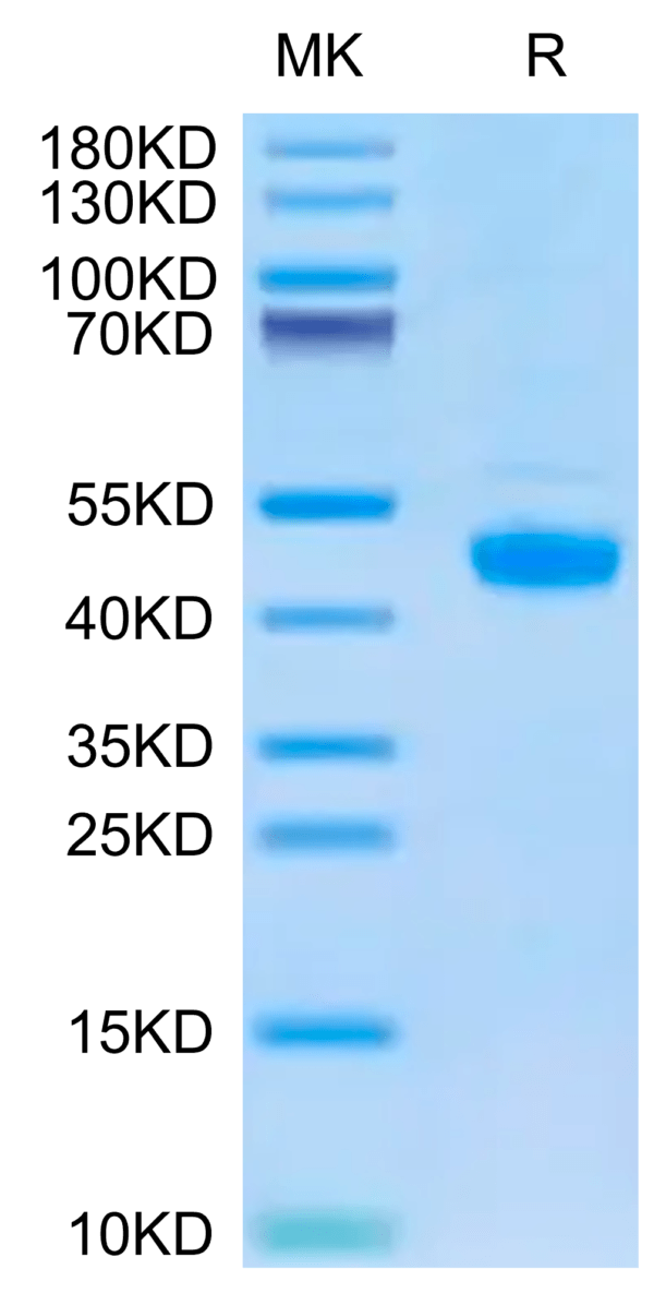 SDS-PAGE gel of Biotinylated Human FGL2 Protein 2642