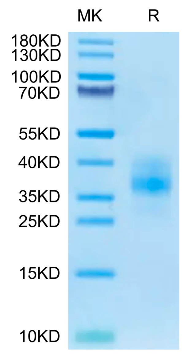 SDS-PAGE gel of Cynomolgus BTLA Protein 2644