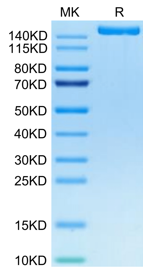 SDS-PAGE gel of Biotinylated Human IGF2R Protein 2649