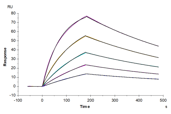 SPR with Mouse GAS6 Protein 2653